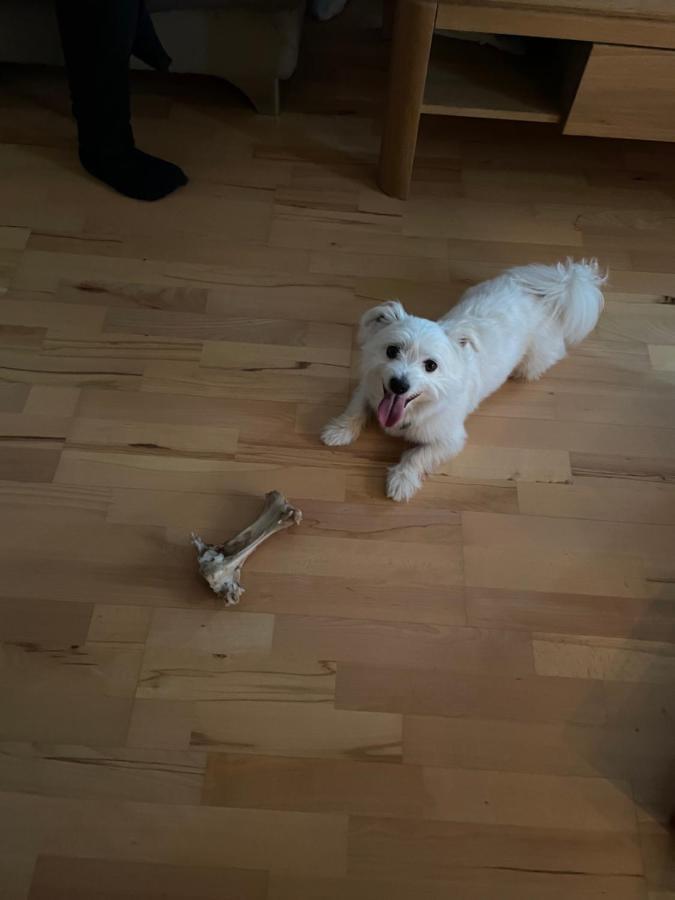 Maurers Appartment 상트조한임퐁가우 외부 사진